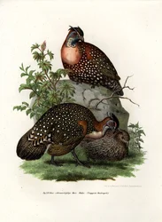 Western Tragopan
